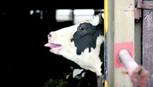 Mliekari bijú na poplach. Kravy budú už len v ZOO, odkazujú