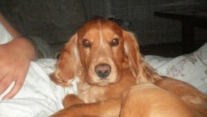 Stratil sa kokeršpaniel Alex, nálezcu čaká odmena