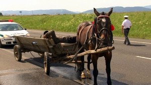 Na D1 sa omylom ocitol kôň! Aj s opitým Poliakom (44)...