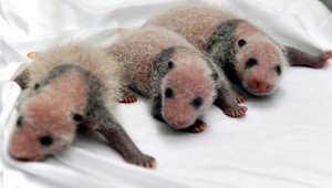 Panda priviedla na svet zdravé trojčatá