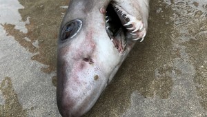 More v Británii vyplavilo TOHTO žraloka, bežne žije v trópoch