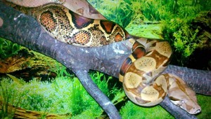 Veľhad kráľovský na Kysuciach?! Škrtič si hovel na lúke...