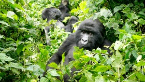 FOTO: Gorily pózovali na fotku, napodobňovali svojich ľudských záchrancov