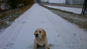 V Nových Zámkoch zmizlo šteniatko, pomôžte...