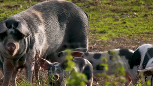 Ministerstvo vydalo zákaz vstupu do lesov v okresoch Dunajská Streda a Komárno