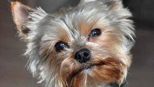 V Liptovskej Teplej sa stratil Ashley, odmena istá!