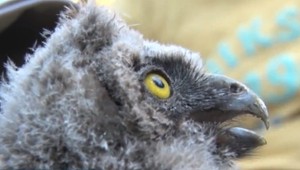 Ochranári sa šplhali na 20-metrový strom. Na školskom dvore majú päť sovičiek