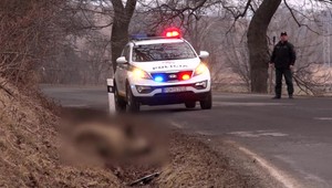 Pri autonehode zrazili diviaka, utratiť ho mali prísť poľovníci. Trpieť ho nechali 5 hodín