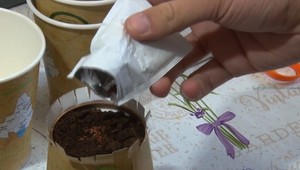 Z odhodených pohárov vyrastú byliny. Za ekologickým nápadom stoja študenti