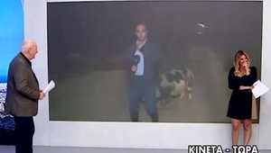 VIDEO: Prasiatko sa stalo hviezdou večera. Novinára počas informovania o záplavách napadlo