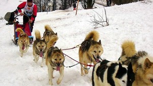 Na Donovaloch bude viac ako 600 psov!