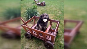 Poľovník zastrelil psa susedov v obci. Tvrdí, že ho ohrozoval