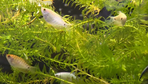 Šetrenie má aj absurdné podoby: Záchranári nesmú mať na staniciach akváriá