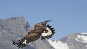 Na poli našli uhynutého orla kráľovského. Zahynul v bolestiach, pravdepodobne sa o to postaral človek