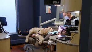 Chlpatý terapeut: Pes Ollie pomáha ľuďom u zubára