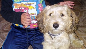 Pri Martine sa stratil Kody! Pomôžte nám psíka nájsť