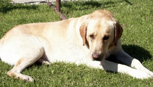 Nevideli ste labradora Badyho? Nálezcovi odmena!