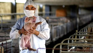 Ukrajina hlási prasaciu chrípku, podľahlo jej už 25 pacientov