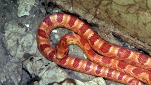 Dôchodcov vystrašil v kúpeľni had