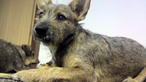 V Ružinove sa stratil kríženec jazvečíka! Odmena istá