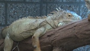 Vivárium pre nájdené zvieratá: Slúži aj na vedecké účely