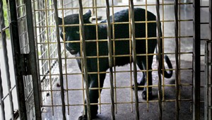 Čierny panter drží v šachu známy národný park v Taliansku