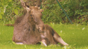 Los Emil je späť. Putujúcu hviezdu internetu opäť videli v Česku