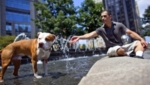 Zoznam plemien so sprísneným držaním. Pitbuly z ulíc nezmiznú...