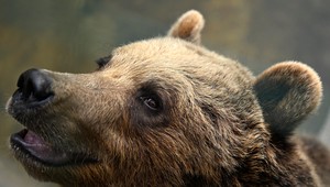 Päť medveďov za desať minút! Turista zažil v Tatrách nevídané stretnutie s divočinou