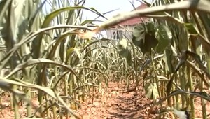 Tohtoročná úroda je v ohrození. Poľnohospodári žiadajú odškodné