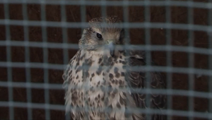 Bola príčinou pyrotechnika alebo nehoda? Sovy zachránili v poslednej chvíli