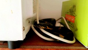 Ružomberčanku vystrašil had. Ležal na skrini