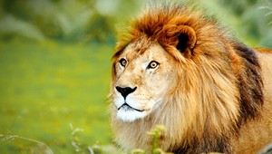 Divoká zver v klietkach. Strašidelný nález thajských policajtov