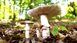 Hubárčením sa dá dobre zarobiť, nechoďte však sami