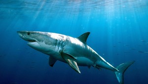 Stovky žralokov sa zdržiavajú na známom pobreží