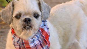 Nebezpečné nástrahy pre psov. Na sídlisku niekto necháva kúsky mäsa s klincami a ihlami