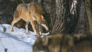 Okolie obce Zubné monitorujú ochranári. Po bitke vlkov pod oknami rodinného domu majú ľudia strach