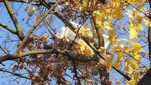 Hasiči dávali dolu z koruny stromu chladničku