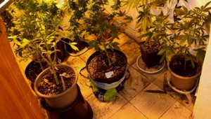 Keby v kvetináčoch boli okrasné izbové kvety polícia by asi nenamietala. Mladík doma pestoval vo veľkom marihuanu