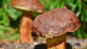 Mimoriadne sucho ovplyvňuje hubársku sezónu. Problém je dokonca aj pod Tatrami