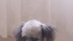 Stratil sa psík Luky, pomôže ho nájsť