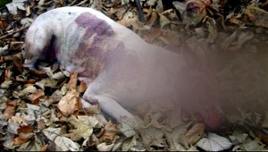 Človek alebo hyena? Sadista rozdrvil psovi lebku