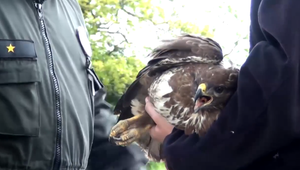 V kŕčoch našli priotráveného dravca. Ochranári ho zachránili