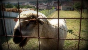 Michal sexom uštval barana, pokuta je 33 €. Maximálne