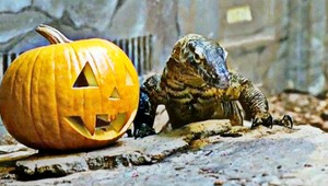 Aj v ZOO oslavujú Halloween, jašter si pochutnáva na tekvici