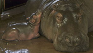 V berlínskej ZOO majú nový prírastok: Hrošica priviedla na svet mláďa