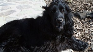 Stratil sa anglický kokeršpaniel, pomôžte ho nájsť