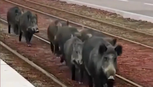 Z Bratislavy sa stáva naozajstná divočina. Aspoň podľa výskytu a aktivity diviakov