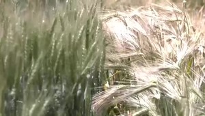 Stopka pre obilie z Ukrajiny? Kremeľ oznámil pozastavenie čiernomorskej obilnej dohody