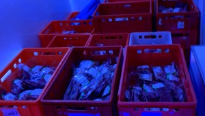 Inšpektori Európskej komisie mieria do Poľska. Posvietia si na mäso